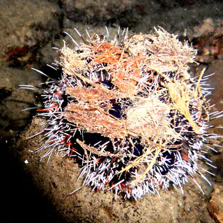 Unidentified urchin, possibly a cake urchin, disguised by some debris.   See Paul Humann, et al, Reef Creature Identification - Tropical Pacific (2010) at page 451.