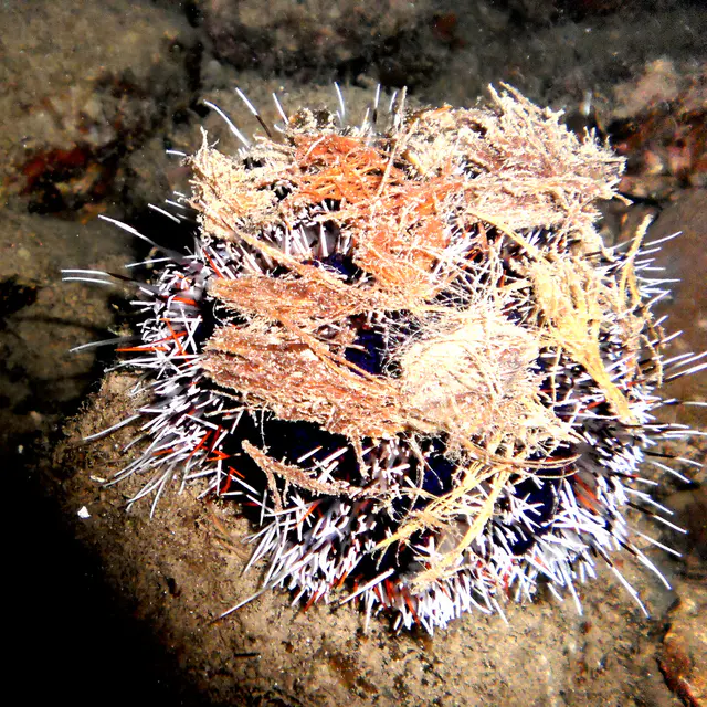 Unidentified urchin, possibly a cake urchin, disguised by some debris.   See Paul Humann, et al, Reef Creature Identification - Tropical Pacific (2010) at page 451.