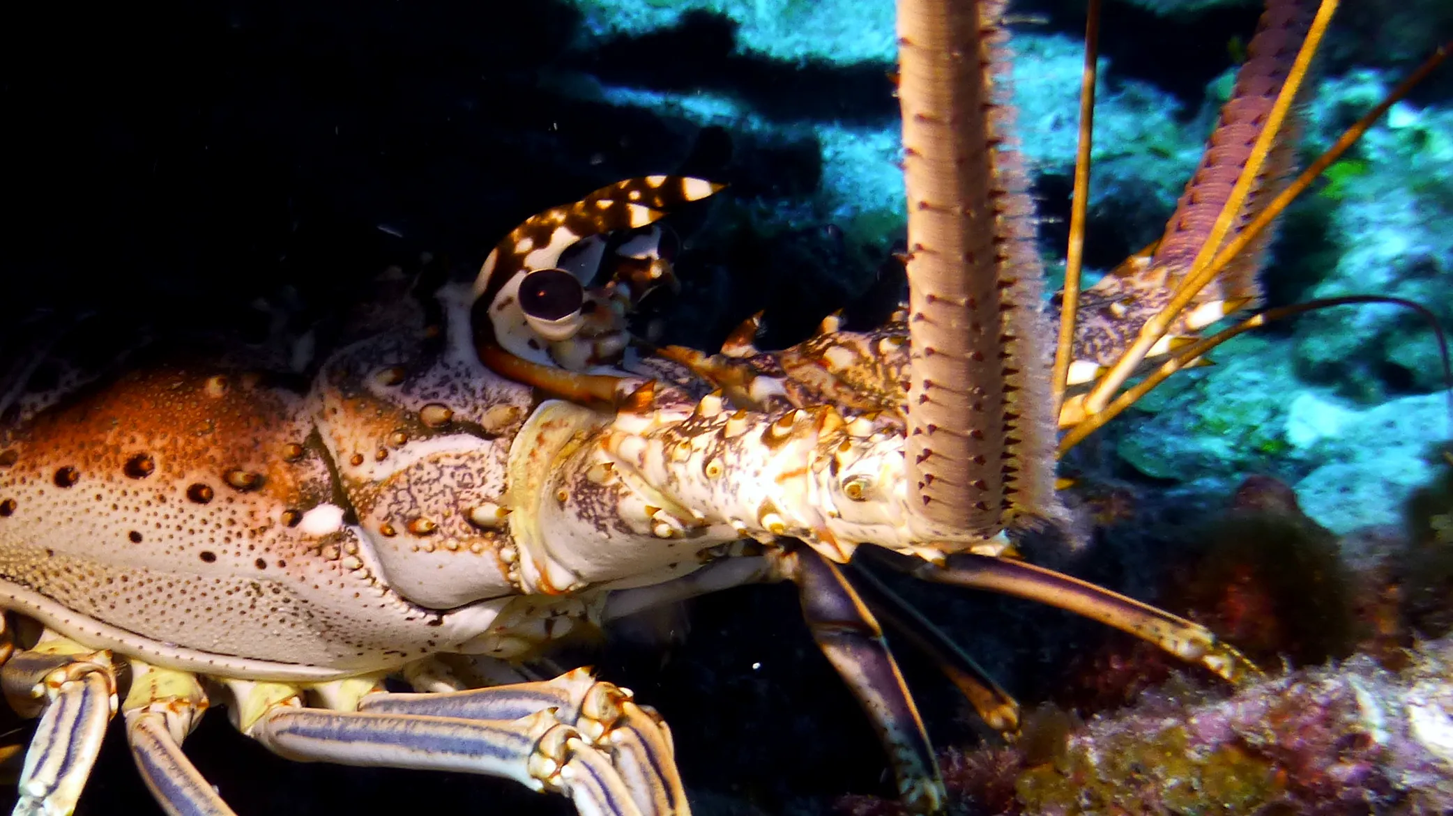 Spiny Lobster, Belize, 2017