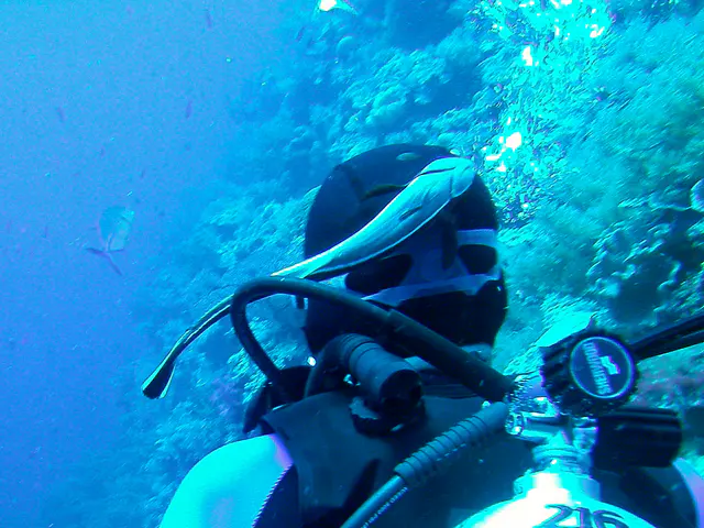 A remora repeatedly attempts to attach itself to different places on my Dive Buddy Bill's head.    Bill is unaware.