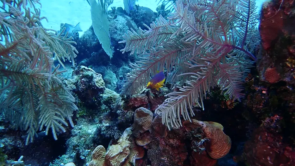 Spanish Hogfish (initial phase)