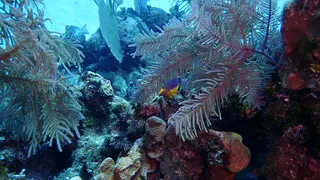 Spanish Hogfish (initial phase)
