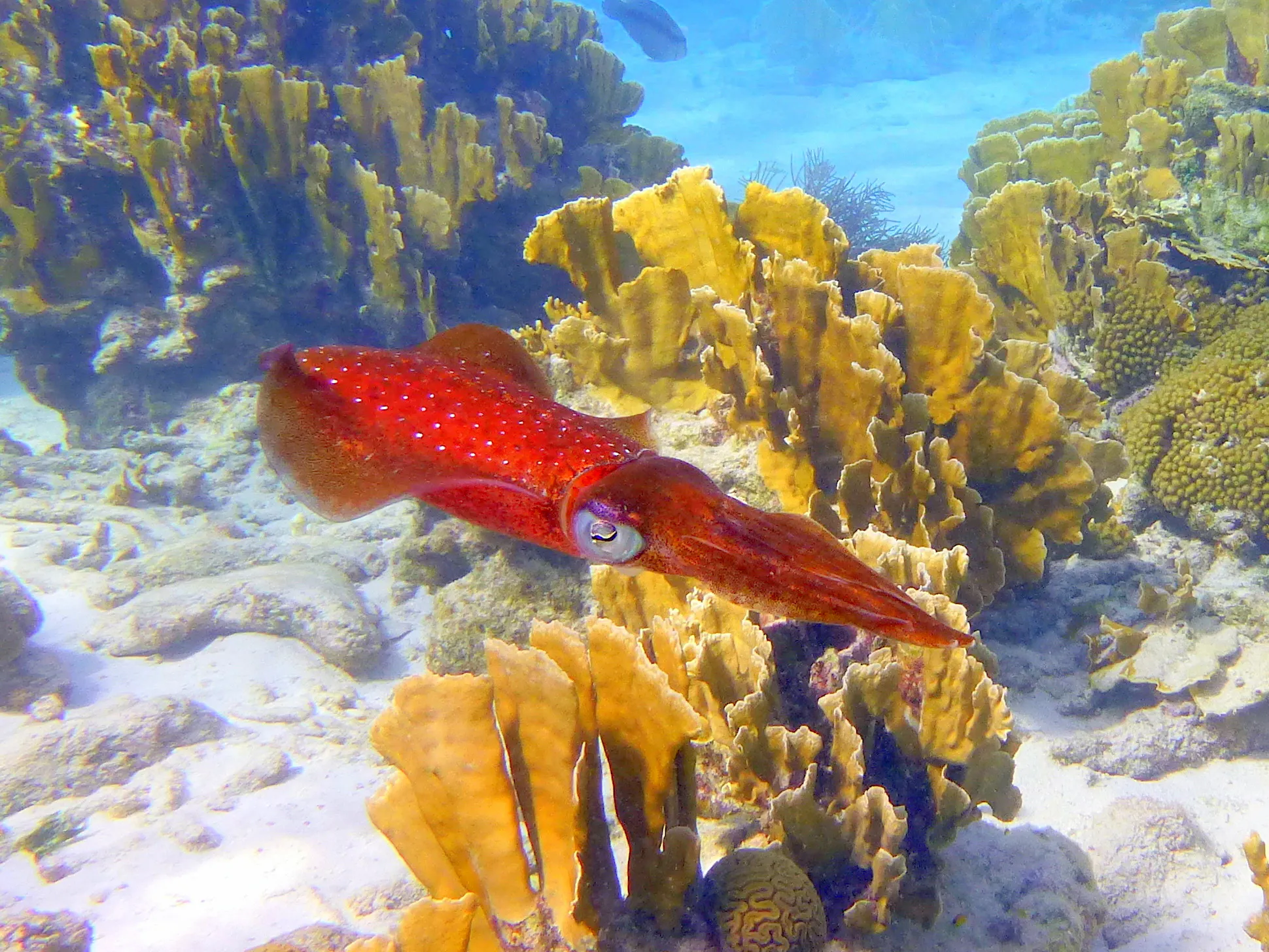Reef Squid, Bonaire, 2013