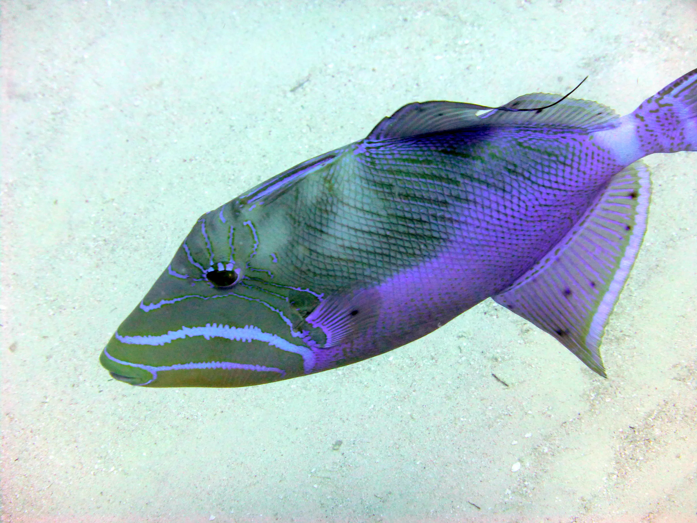 Queen Triggerfish, Belize, 2017