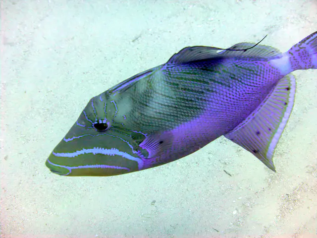 Underwater photograph by Joel Bergsma