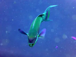 Steephead Parrotfish. Gerald Allen, et al, Reef Fish Identification - Tropical Pacific (2003) at page 177.