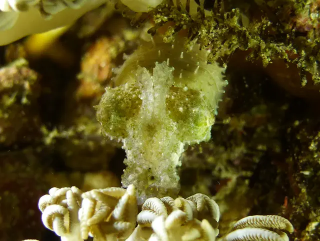 Underwater photograph by Joel Bergsma