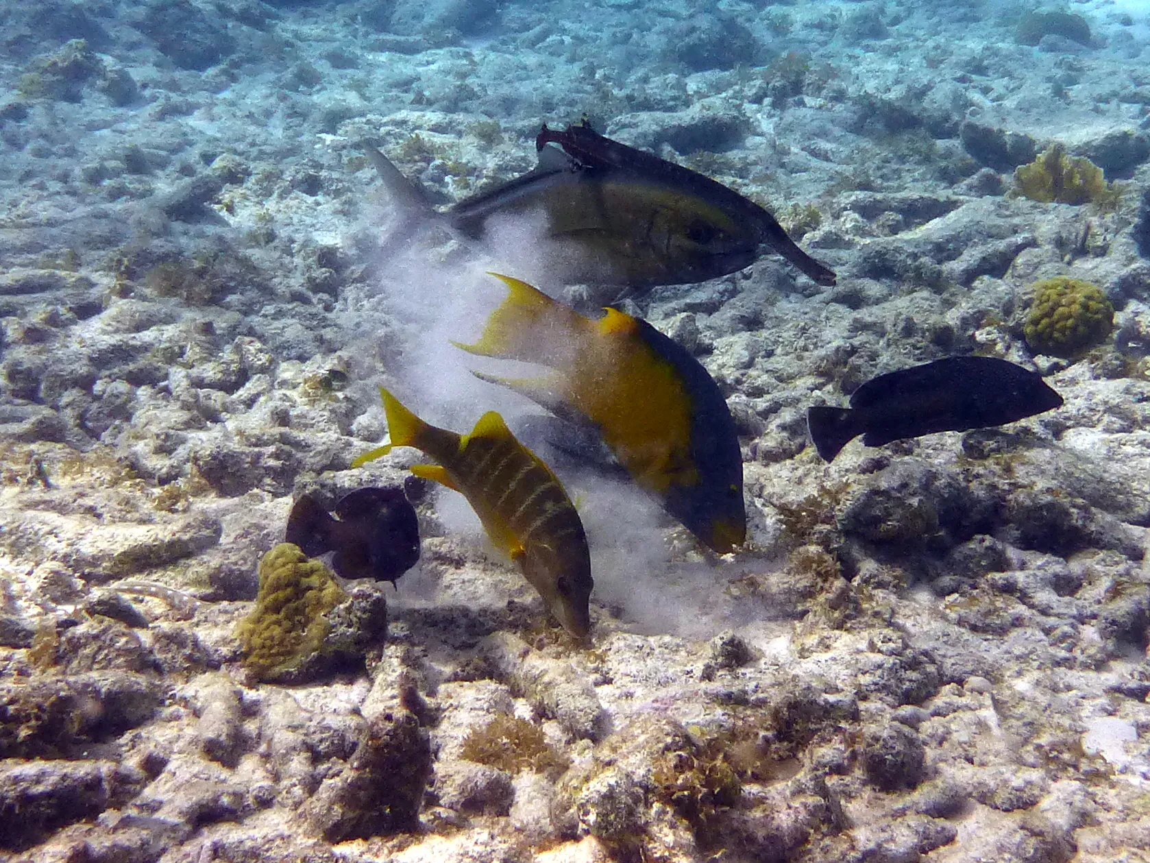 Spanish Hogfish, Bonaire, 2013