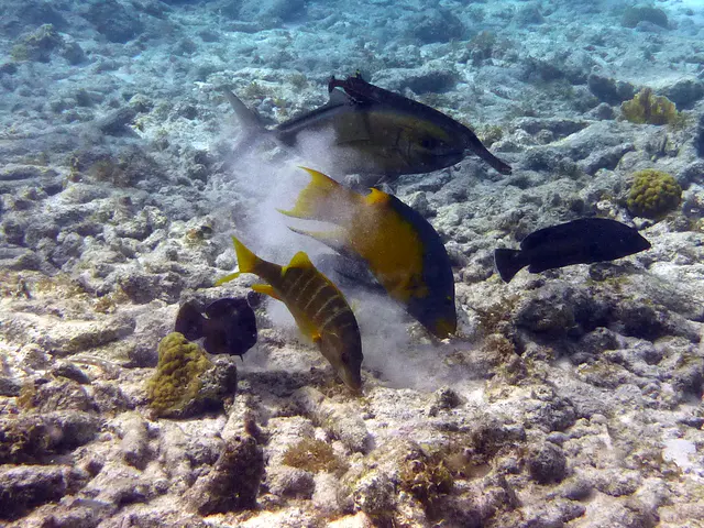 Underwater photograph by Joel Bergsma