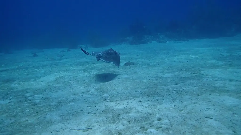 Southern Stingray