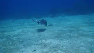 Southern Stingray