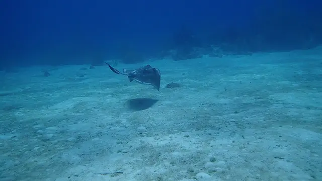 Southern Stingray