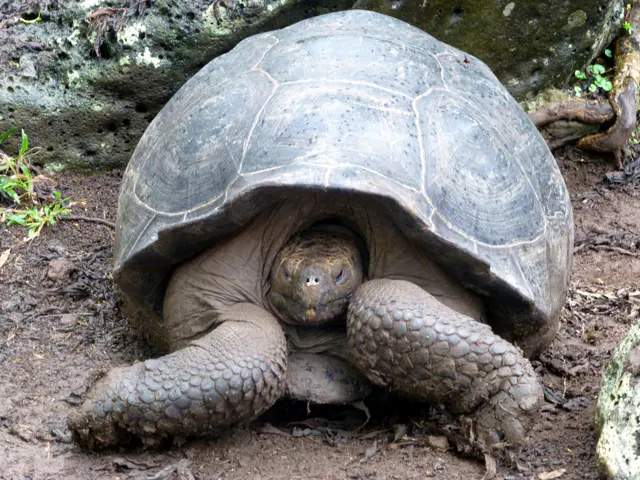 Giant Tortoise at the Floreana Tortoise Reserve