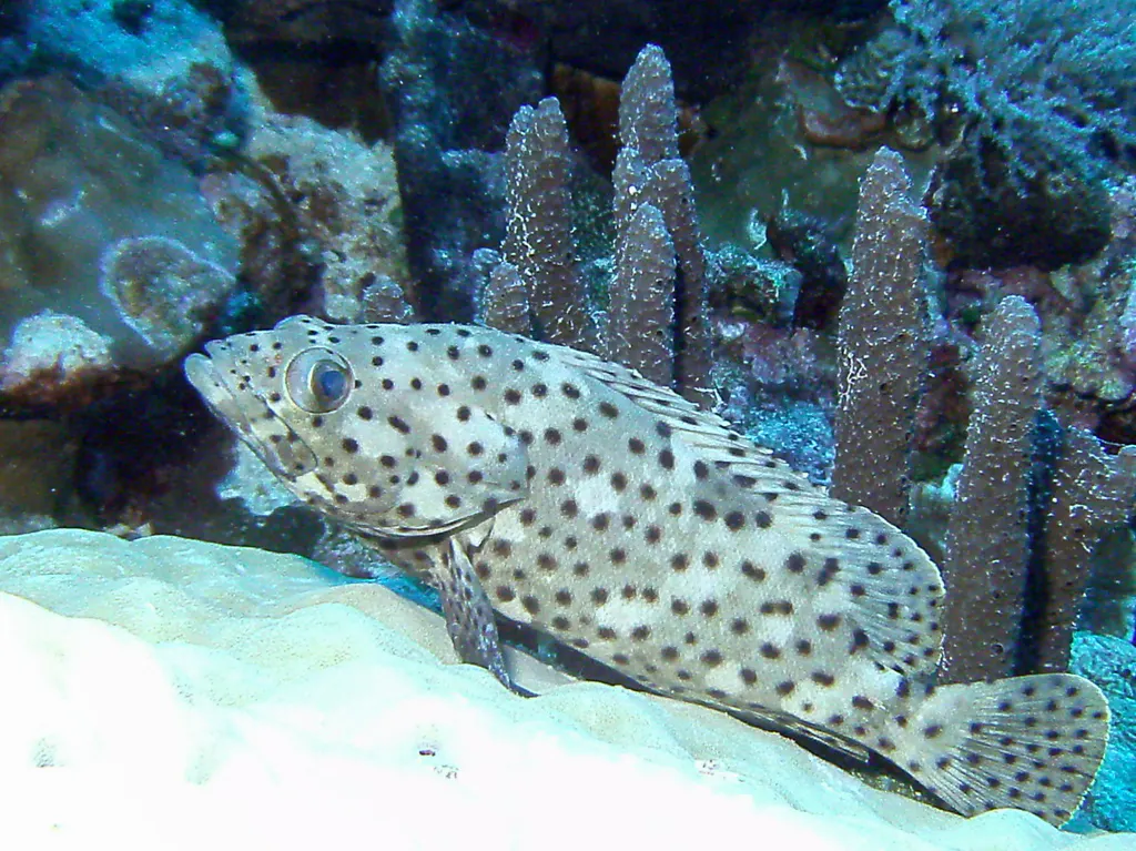 Greasy Grouper.