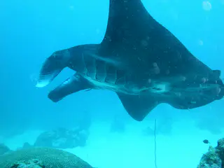 A black manta ray circles the coral balmy cleaning station at the mouth of the German Channel, Palau.   2011-01-15.
