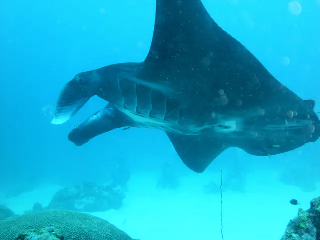 A black manta ray circles the coral balmy cleaning station at the mouth of the German Channel, Palau.   2011-01-15.