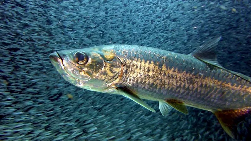 Underwater photograph by Joel Bergsma