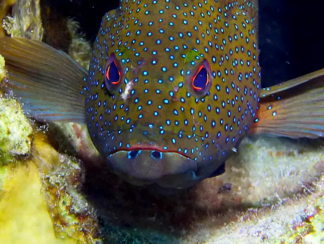 Underwater photograph by Joel Bergsma