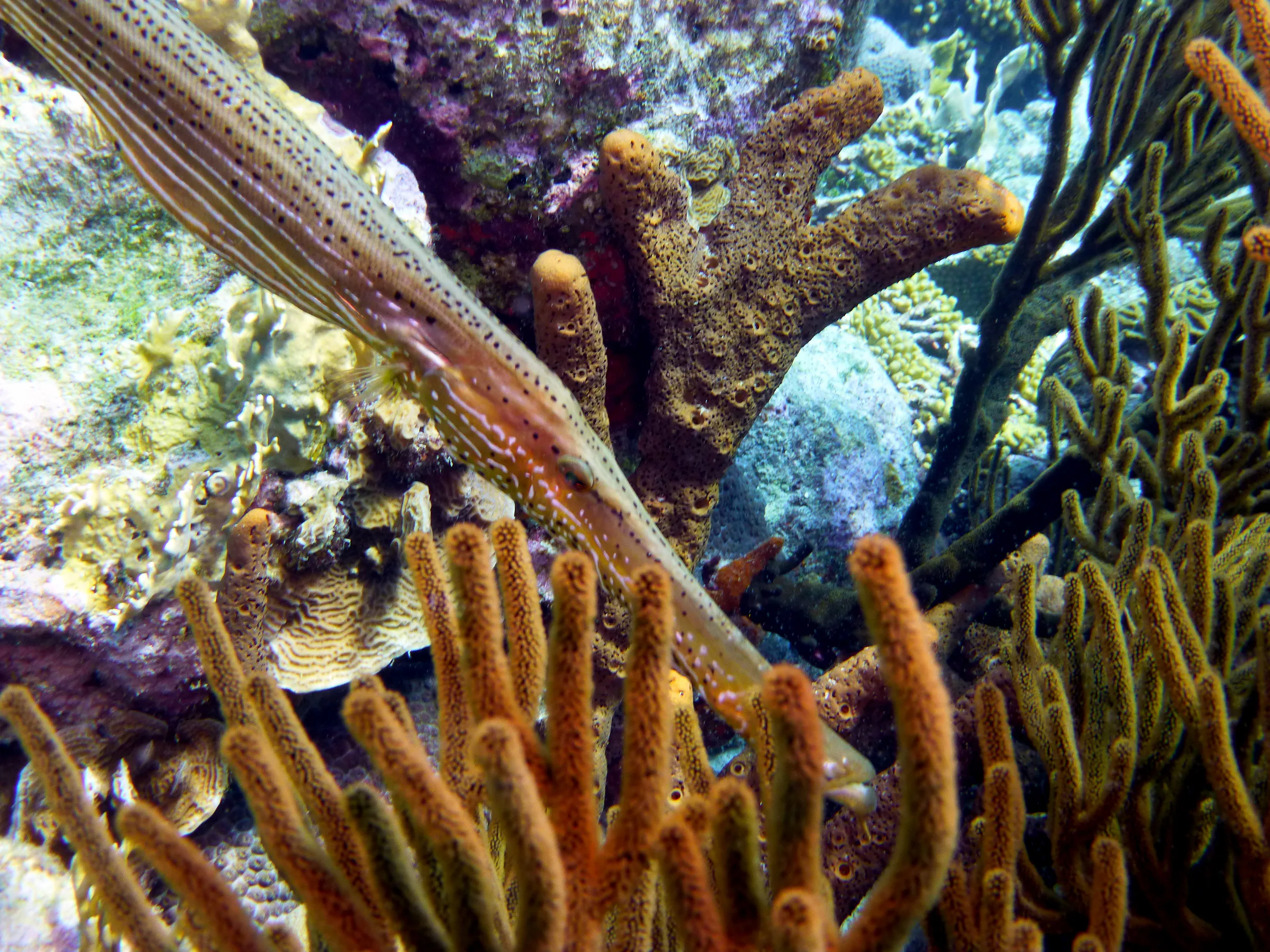 Trumpetfish, Bonaire, 2013