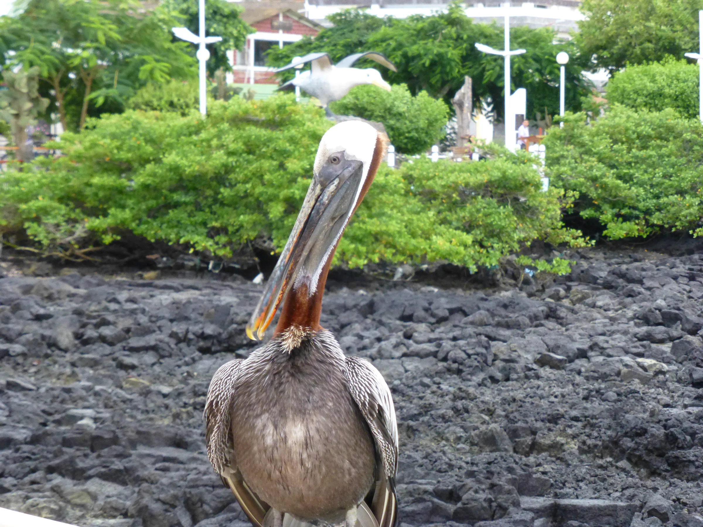 Brown Pelican