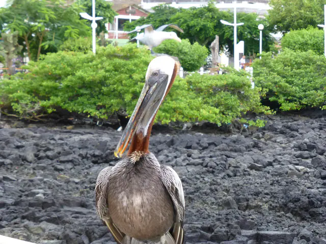 Brown Pelican