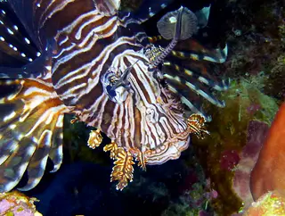 Underwater photograph by Joel Bergsma