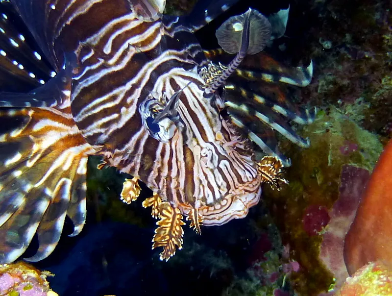 Cayman Islands underwater photograph, 2014