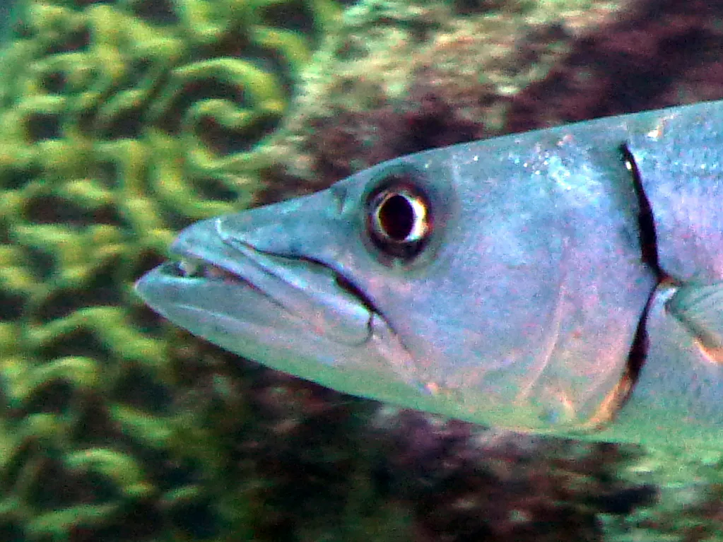 Barracuda, Bonaire, 2013