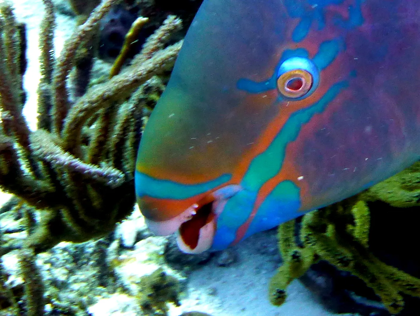 Parrotfish, Bonaire, 2013