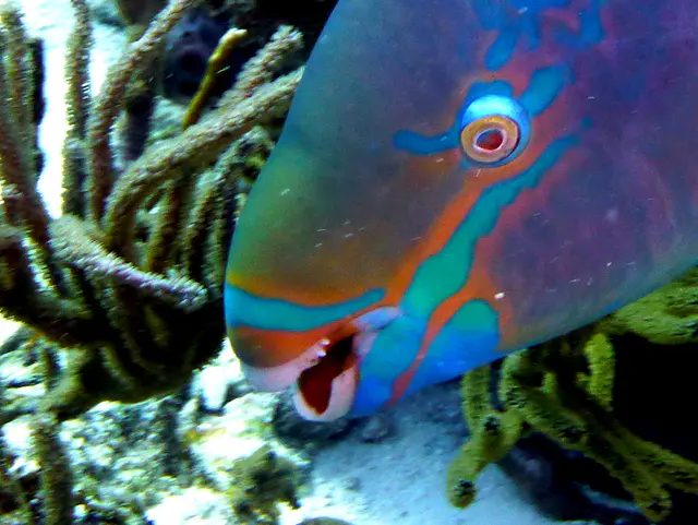 Underwater photograph by Joel Bergsma