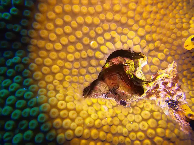 Disco clams nested inside a hard coral home