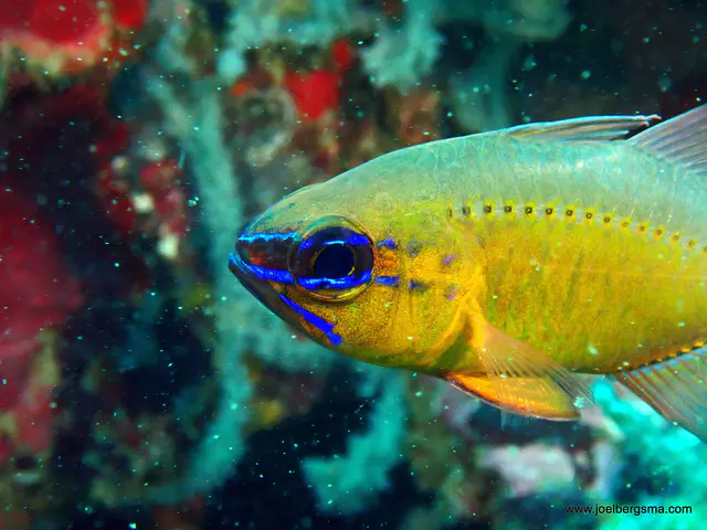 Underwater photograph by Joel Bergsma