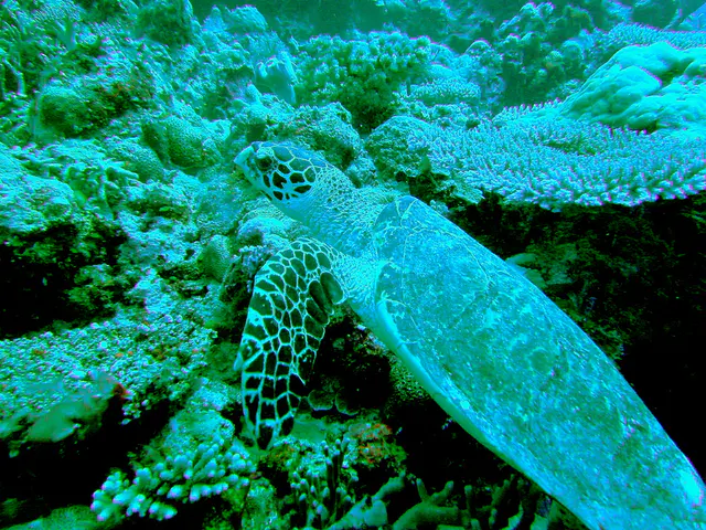Green Sea Turtle.