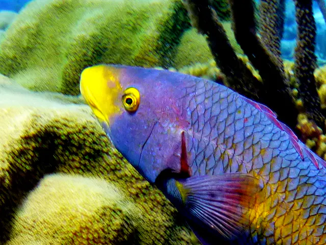Underwater photograph by Joel Bergsma