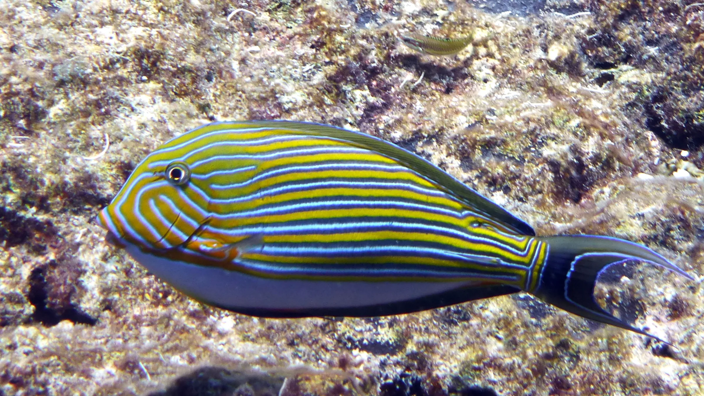 Palau underwater photograph, 2013