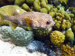 Underwater photograph by Joel Bergsma