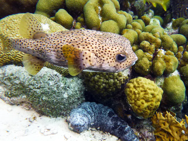 Underwater photograph by Joel Bergsma
