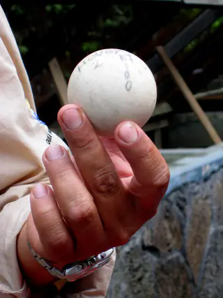 Giant Tortoise Egg