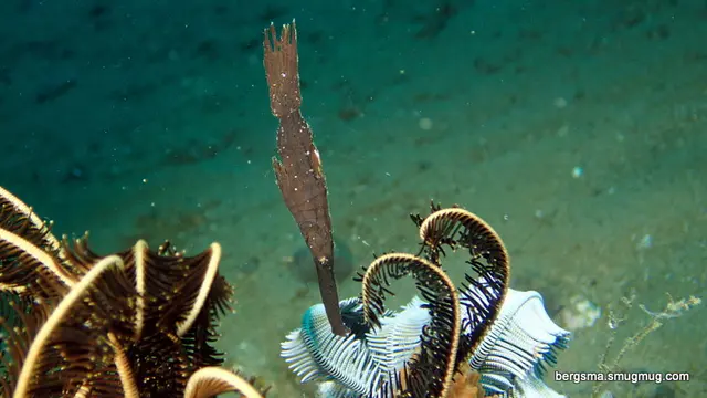 Underwater photograph by Joel Bergsma