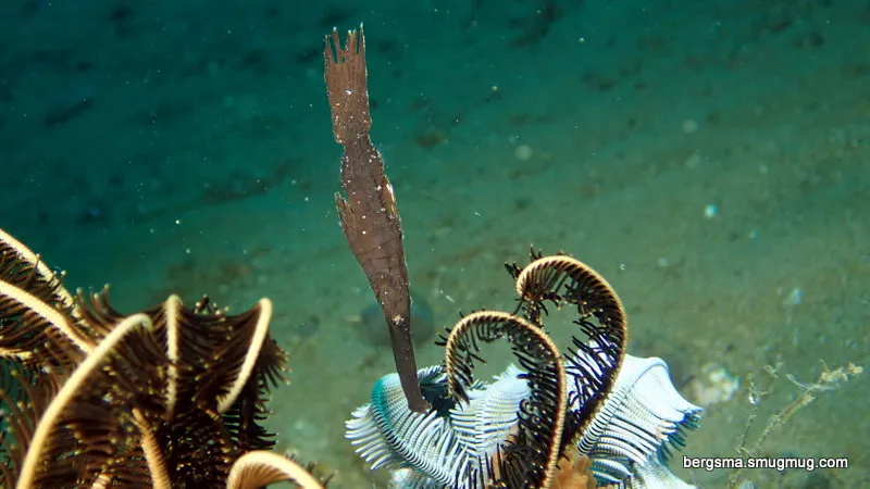 Robust Ghost Pipefish, Philippines, 2019
