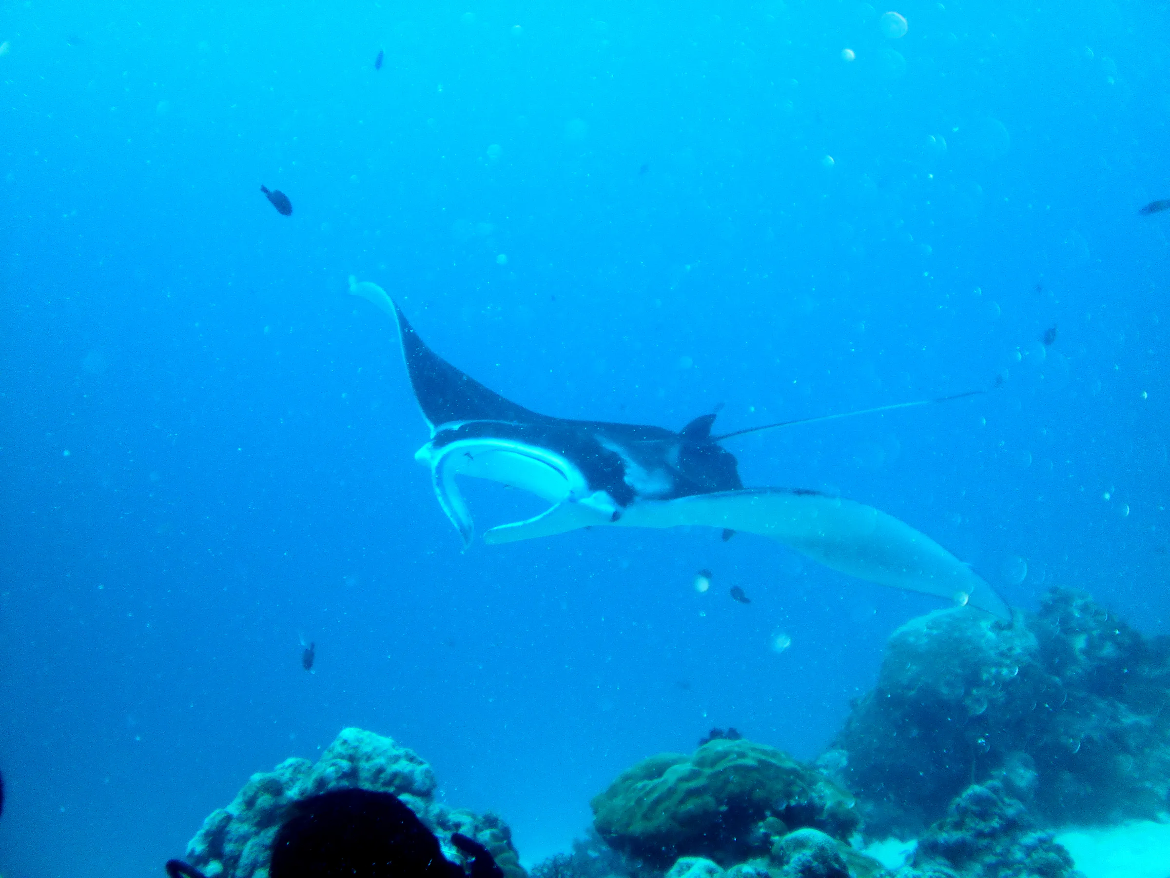 A black manta ray with white underbelly rises above the coral balmy cleaning station at the mouth of the German Channel, Palau.  2011-01-15.