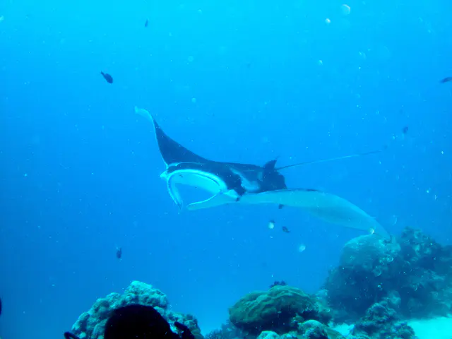 A black manta ray with white underbelly rises above the coral balmy cleaning station at the mouth of the German Channel, Palau.  2011-01-15.