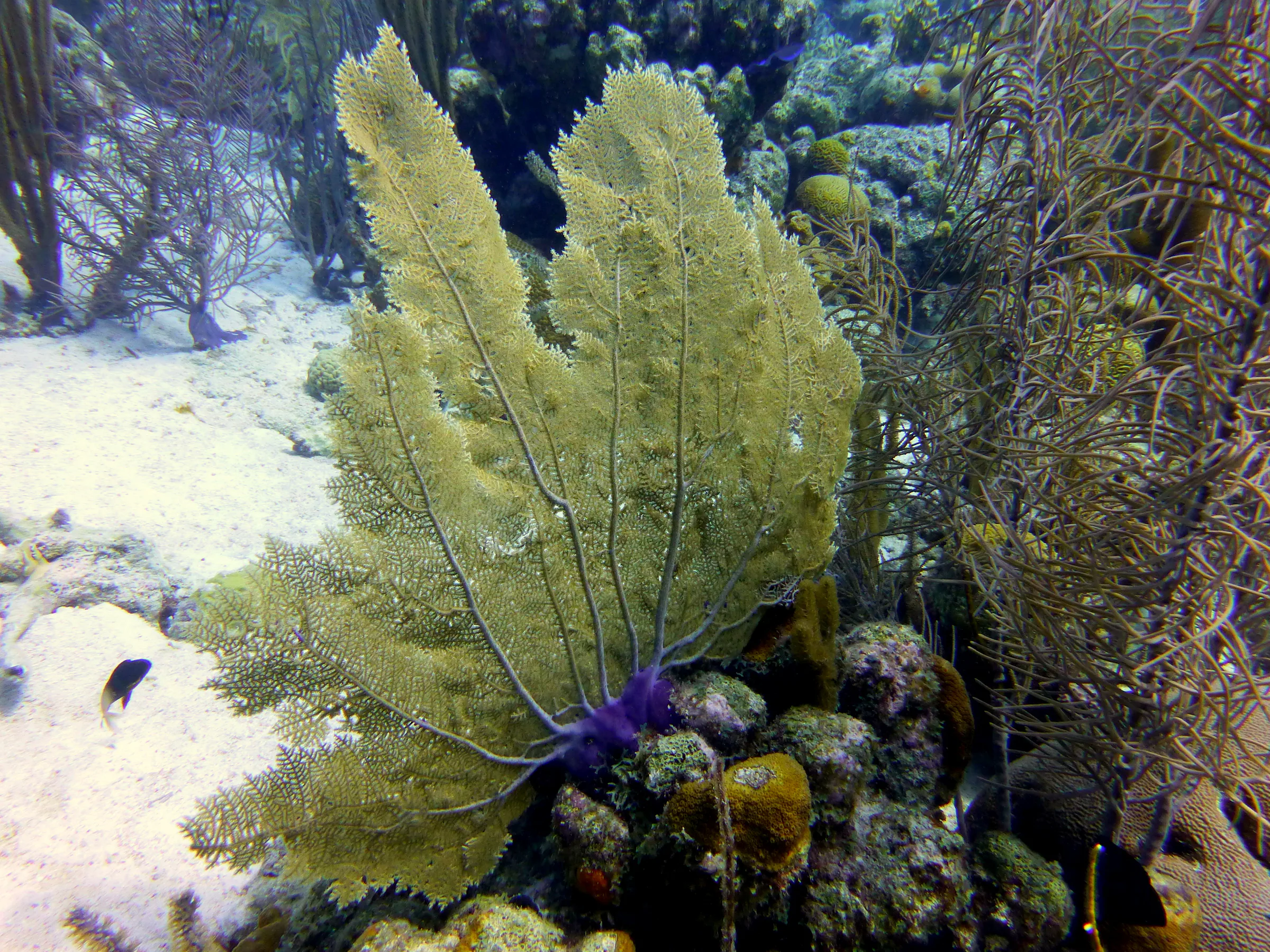 Fan Coral, Bonaire, 2013