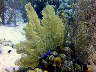 Underwater photograph by Joel Bergsma