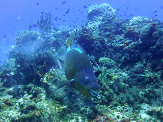 Underwater photograph by Joel Bergsma