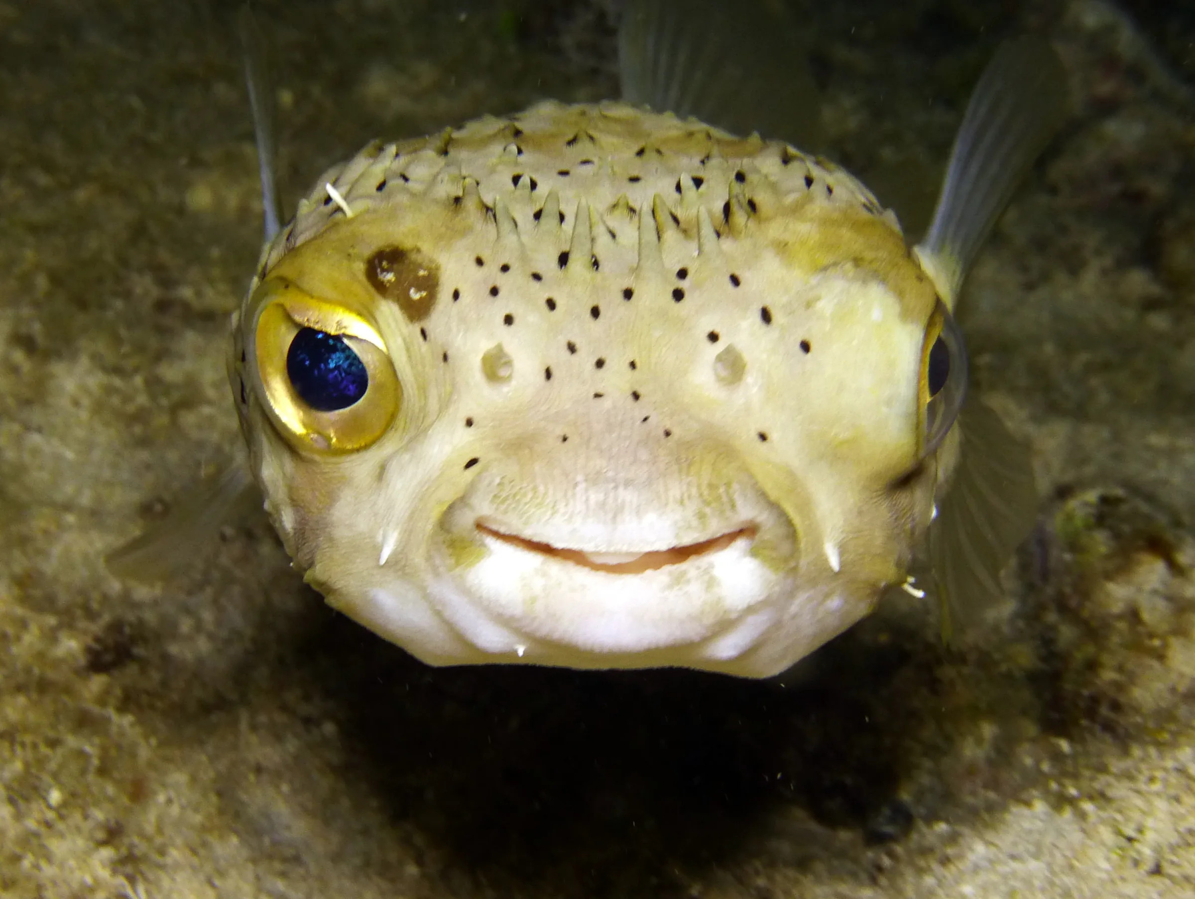 Balloonfish, Cozumel, 2014