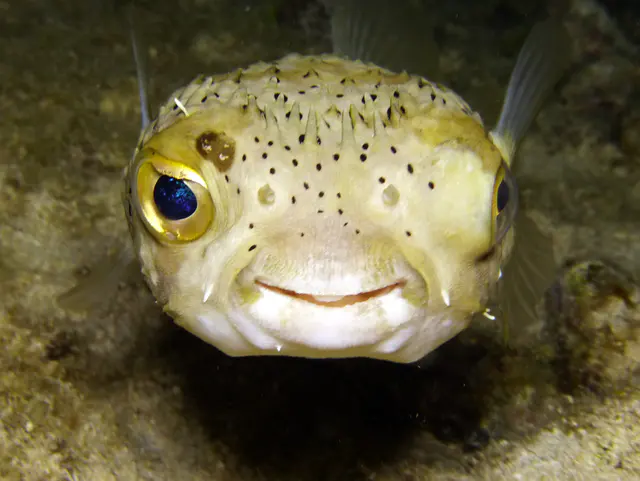 Underwater photograph by Joel Bergsma