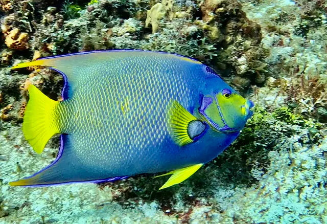 Underwater photograph by Joel Bergsma