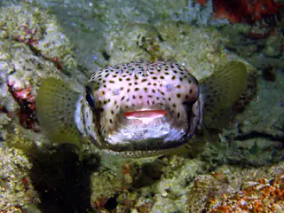 Underwater photograph by Joel Bergsma