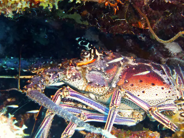 Underwater photograph by Joel Bergsma